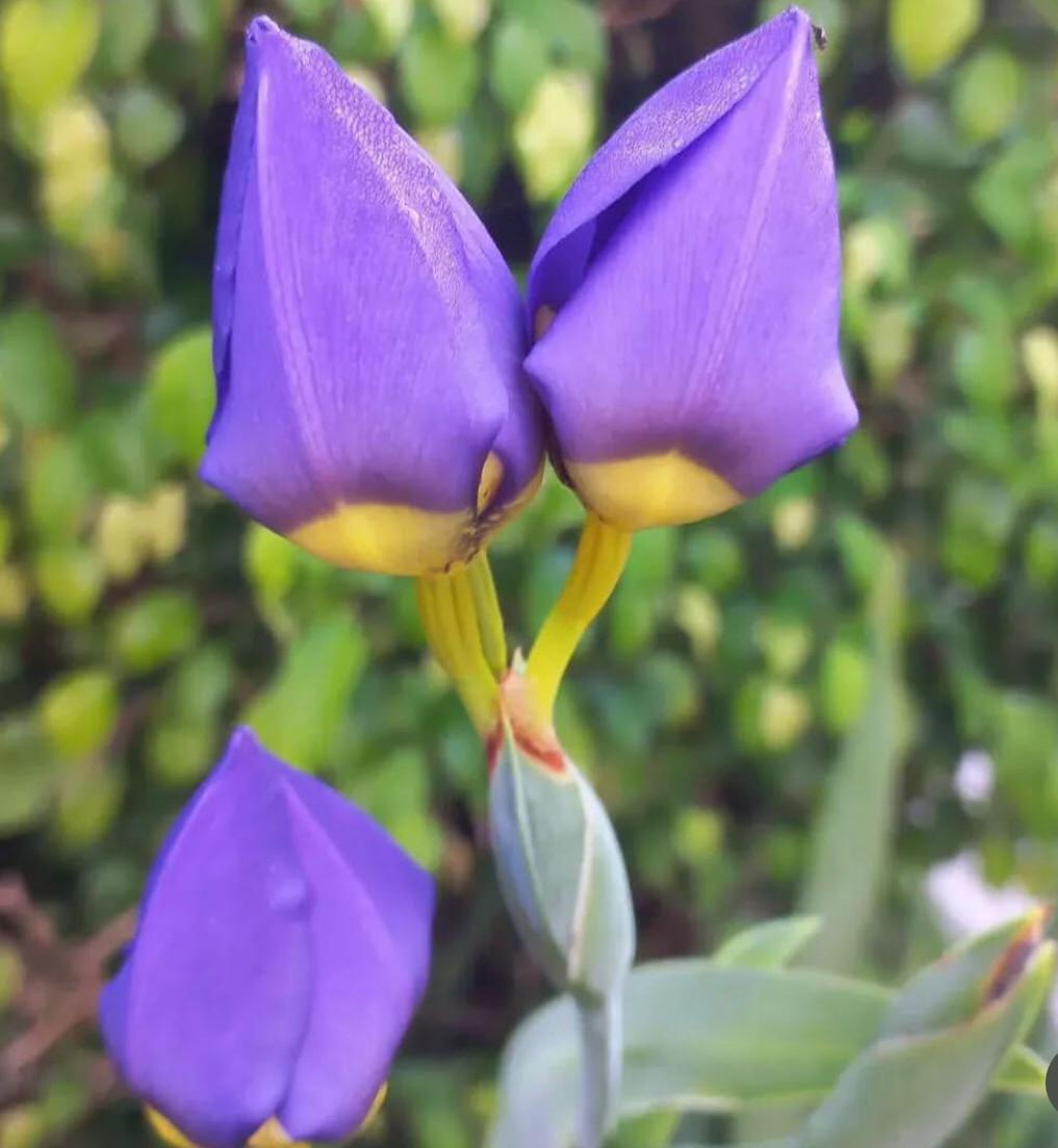 Tu primer Paso de Jardinería