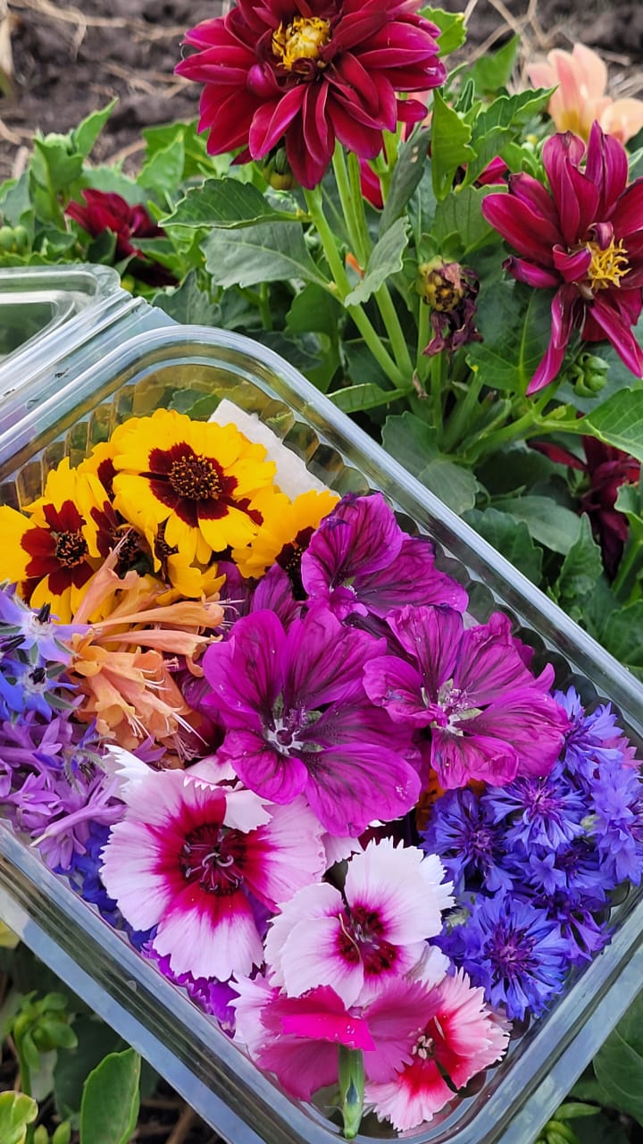 Introducción al mundo de las flores comestibles