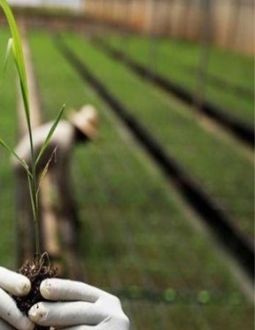 Condiciones y medio ambiente de trabajo en actividades agropecuarias