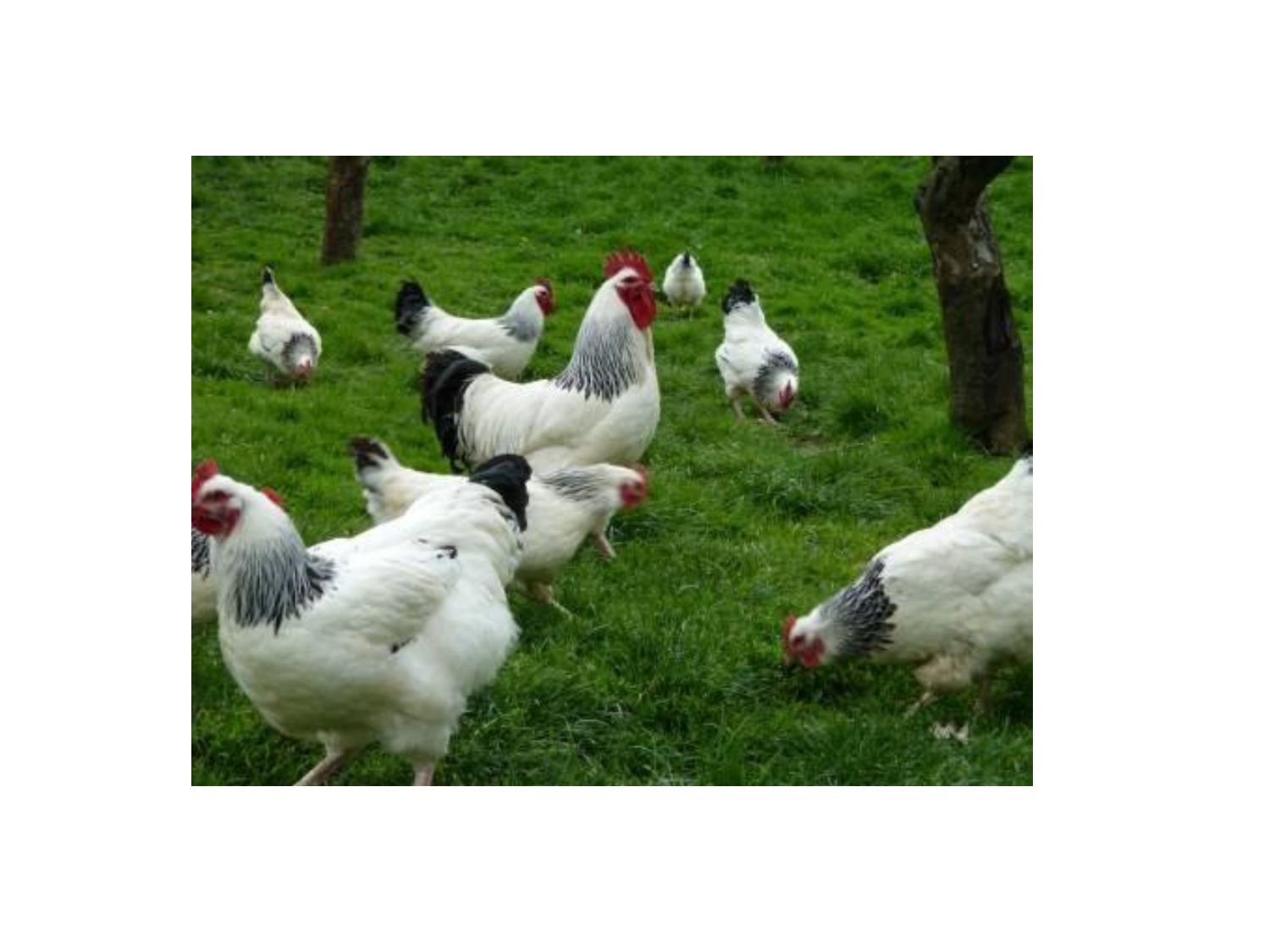 Avicultura Agroecológica 2025 M I Avicultura Racial