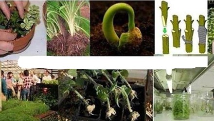 Prácticas De Propagación De Plantas