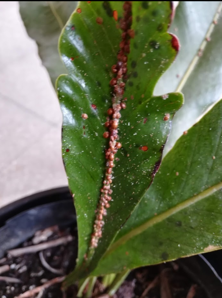 Plantas sanas en ambientes sanos. Formas de evitar y combatir las plagas