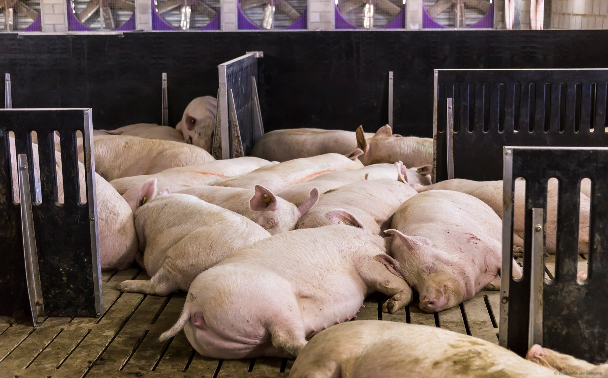 Buenas prácticas de producción porcina en las etapas de servicios y gestación