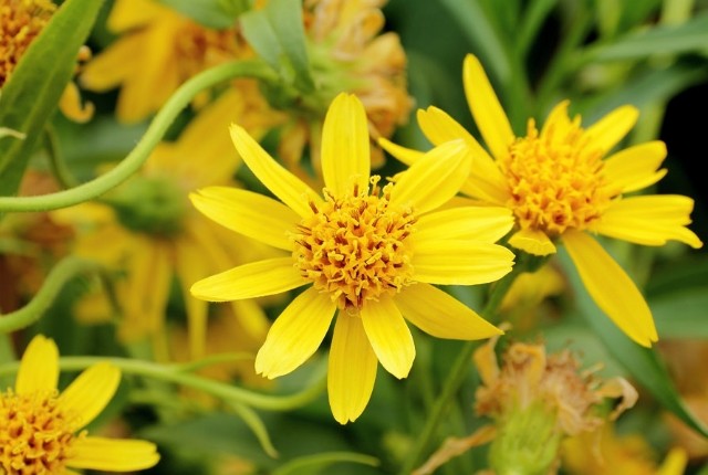 Plantas Medicinales