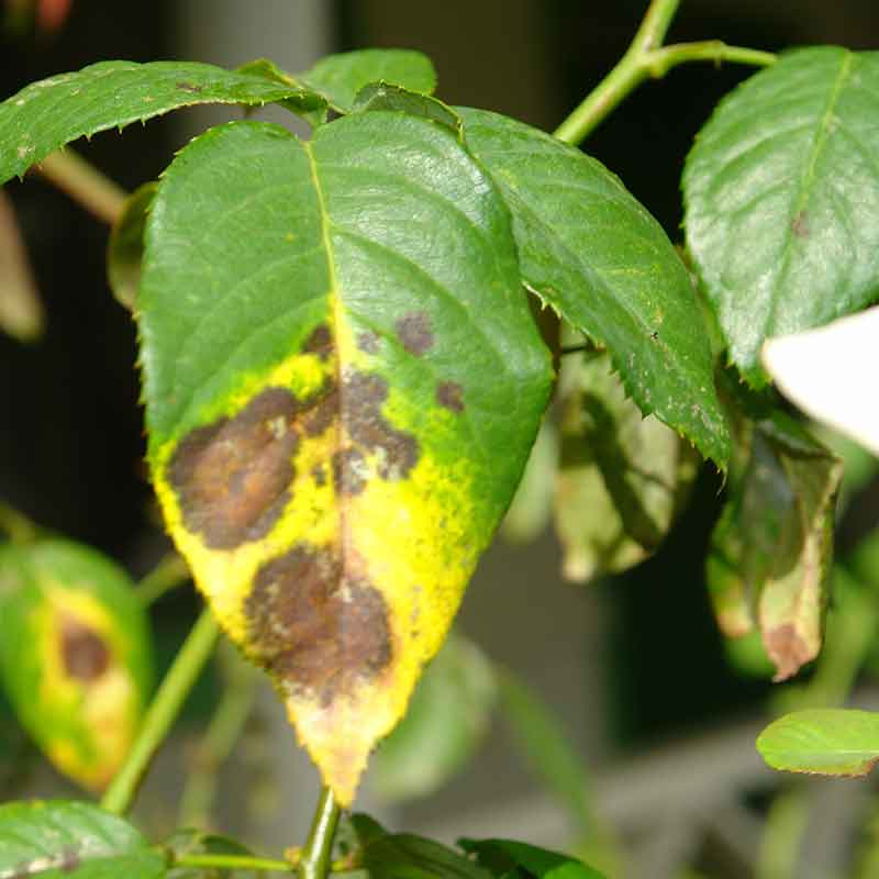 SANIDAD, PLAGAS Y ENFERMEDADES DE LAS PLANTAS