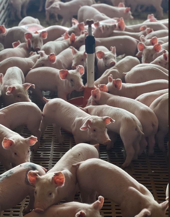 Buenas prácticas de producción porcina en las etapas de recría y engorde
