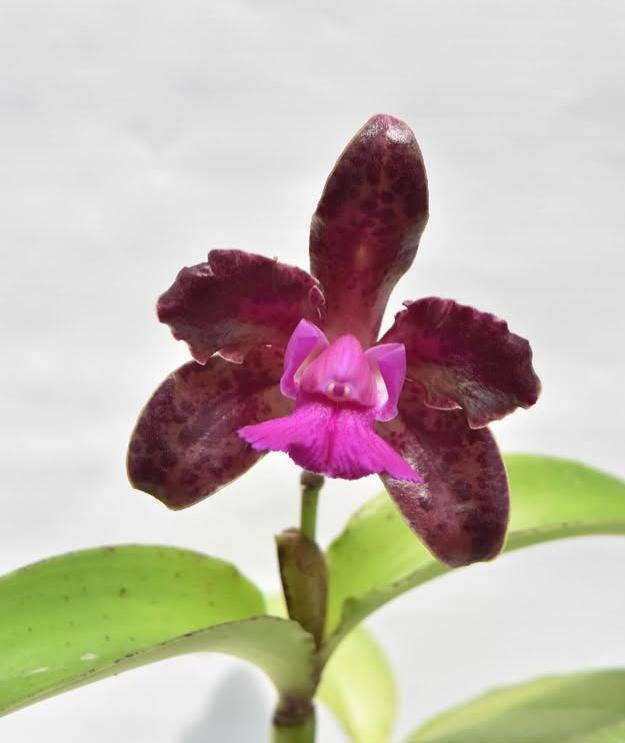 Seminario sobre orquideas: las variables de cultivo